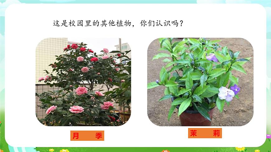 粵教粵科版（2019）科學(xué)四年級(jí)下冊(cè) 第2課《月季和茉莉》課件第3頁