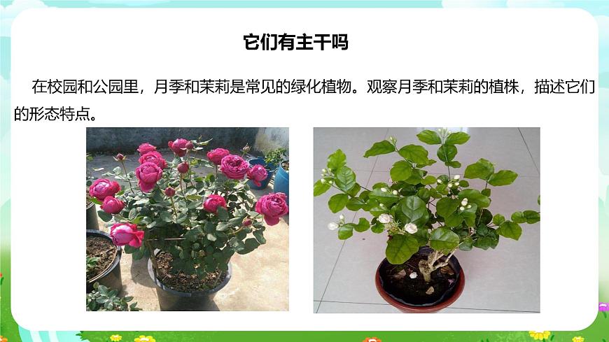 粵教粵科版（2019）科學(xué)四年級(jí)下冊(cè) 第2課《月季和茉莉》課件第5頁