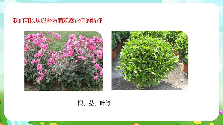 粵教粵科版（2019）科學(xué)四年級(jí)下冊(cè) 第2課《月季和茉莉》課件第6頁