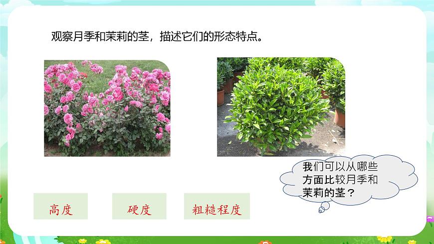 粵教粵科版（2019）科學(xué)四年級(jí)下冊(cè) 第2課《月季和茉莉》課件第7頁