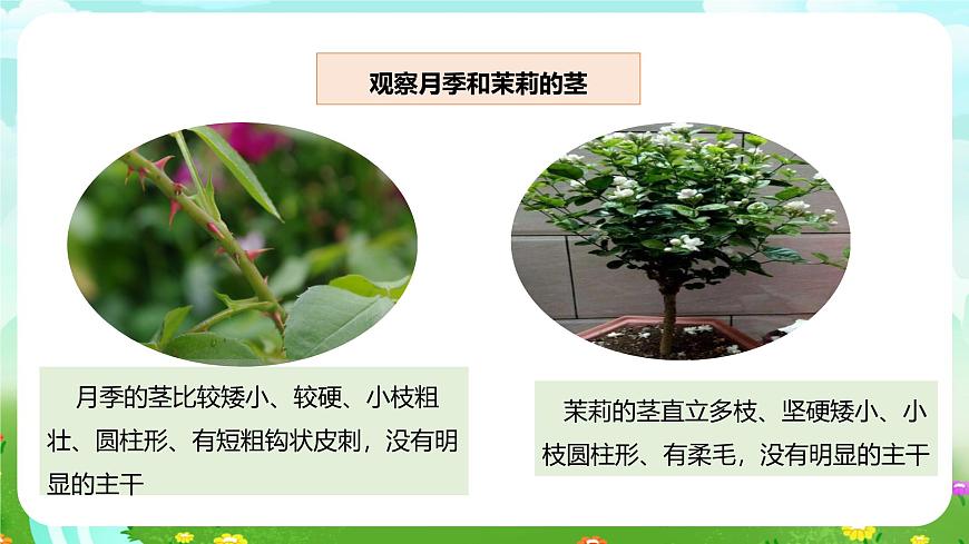 粵教粵科版（2019）科學(xué)四年級(jí)下冊(cè) 第2課《月季和茉莉》課件第8頁