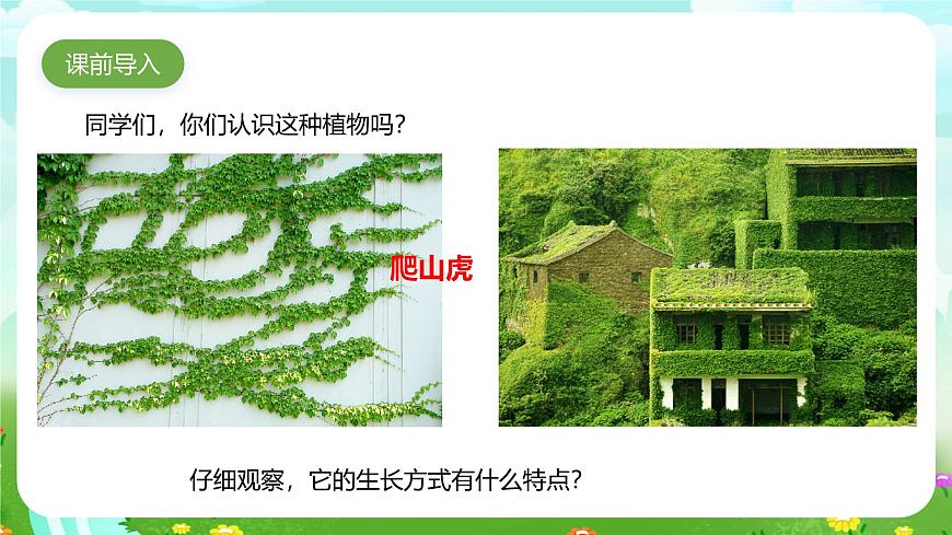 粵教粵科版(2019)科學四年級下冊 第4課《葡萄和爬山虎》課件第2頁