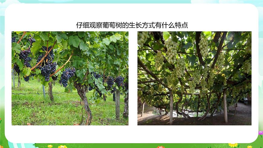 粵教粵科版(2019)科學四年級下冊 第4課《葡萄和爬山虎》課件第4頁