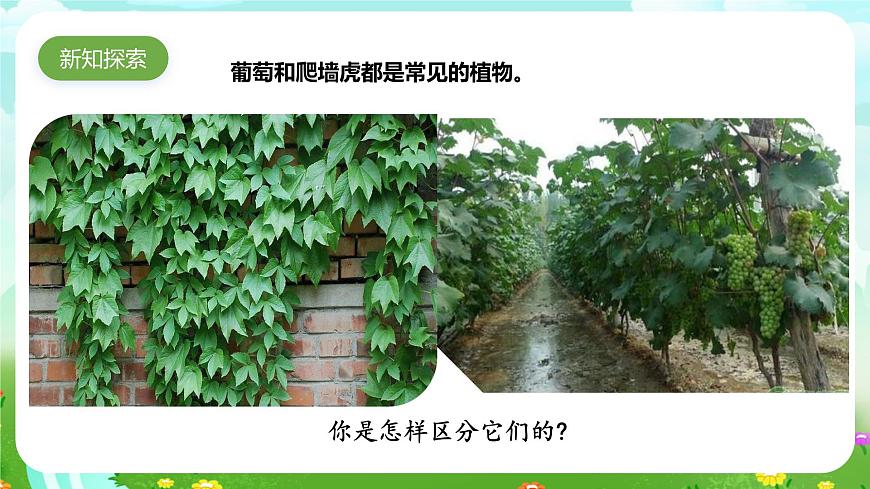 粵教粵科版(2019)科學四年級下冊 第4課《葡萄和爬山虎》課件第5頁