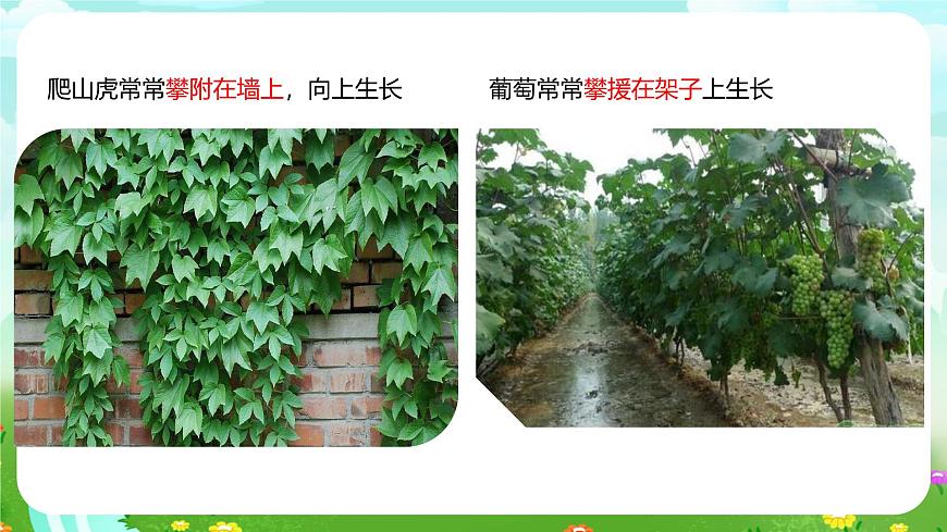 粵教粵科版(2019)科學四年級下冊 第4課《葡萄和爬山虎》課件第6頁