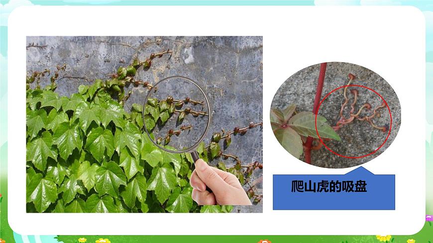 粵教粵科版(2019)科學四年級下冊 第4課《葡萄和爬山虎》課件第8頁