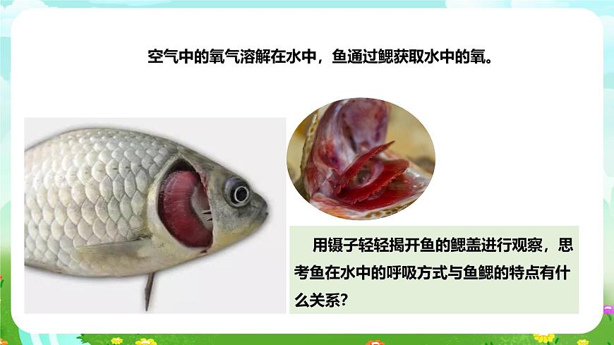 粵教粵科版（2019）科學(xué)四年級(jí)下冊(cè) 第8課《動(dòng)物需要空氣》課件第7頁(yè)