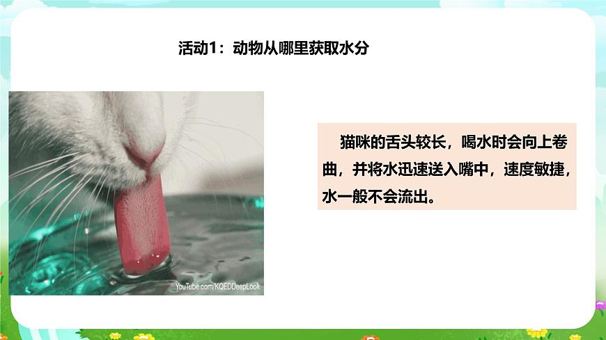 粵教粵科版（2019）科學(xué)四年級(jí)下冊(cè) 第9課《動(dòng)物需要水分》課件第5頁(yè)