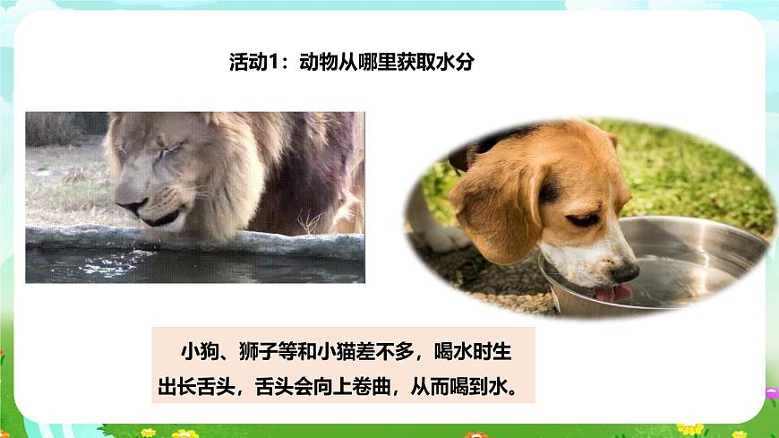 粵教粵科版（2019）科學(xué)四年級(jí)下冊(cè) 第9課《動(dòng)物需要水分》課件第6頁(yè)