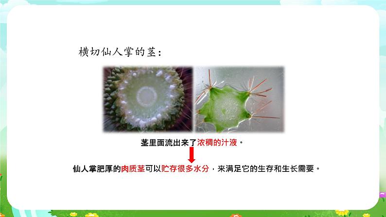 大象版(2017)科学四下 1.2《奇妙的植物》课件第4页