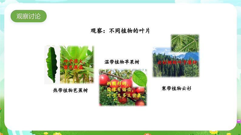 大象版(2017)科学四下 1.2《奇妙的植物》课件第7页