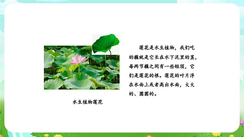 大象版(2017)科学四下 1.2《奇妙的植物》课件第8页