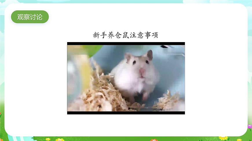 大象版（2017）科學(xué)四下 1.3《領(lǐng)養(yǎng)小倉(cāng)鼠》課件第4頁(yè)