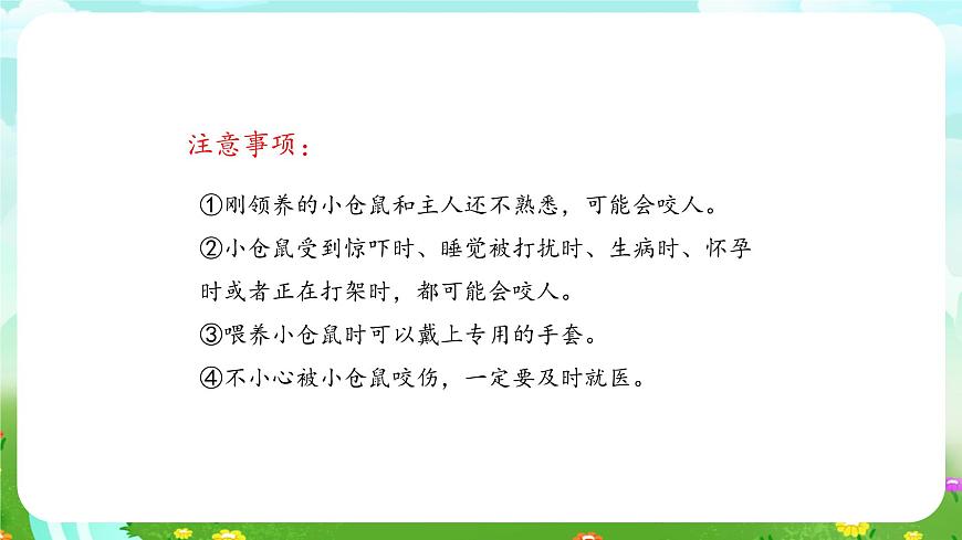 大象版（2017）科學(xué)四下 1.3《領(lǐng)養(yǎng)小倉(cāng)鼠》課件第5頁(yè)