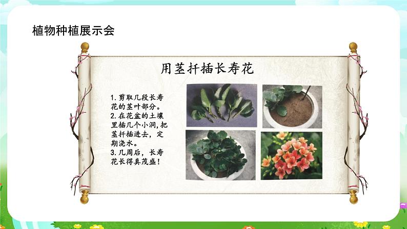 大象版(2017)科学三下 3.6《植物种植展示会》课件第4页