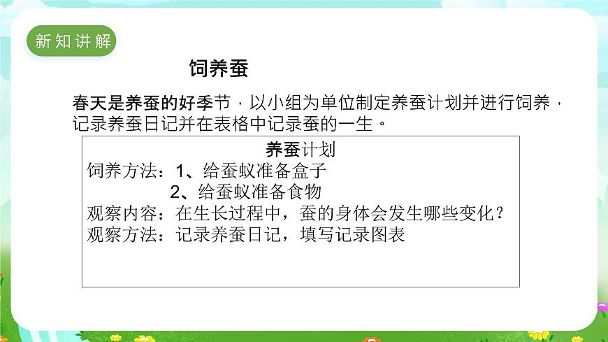 冀人版（2017）科學(xué)四下 第9課《蠶的一生》課件第3頁(yè)