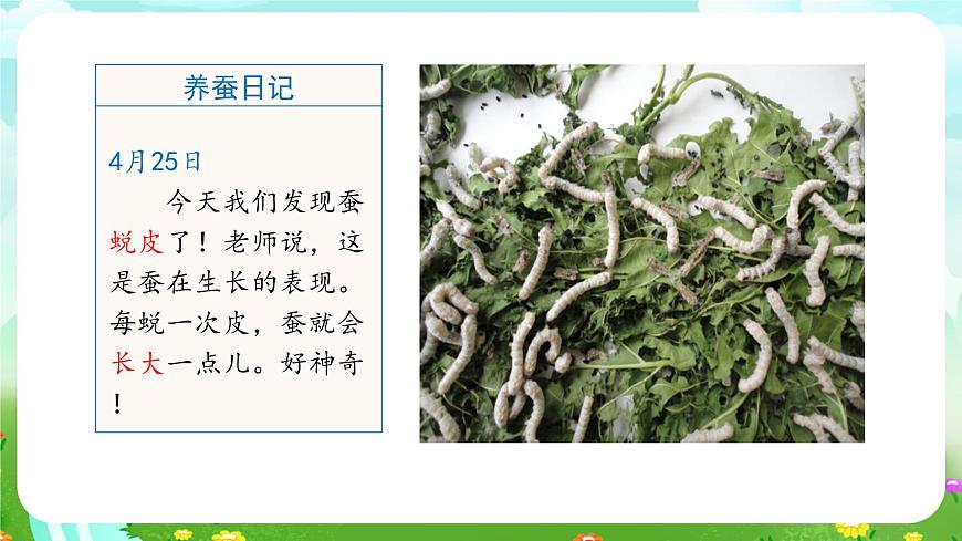 冀人版（2017）科學(xué)四下 第9課《蠶的一生》課件第6頁(yè)
