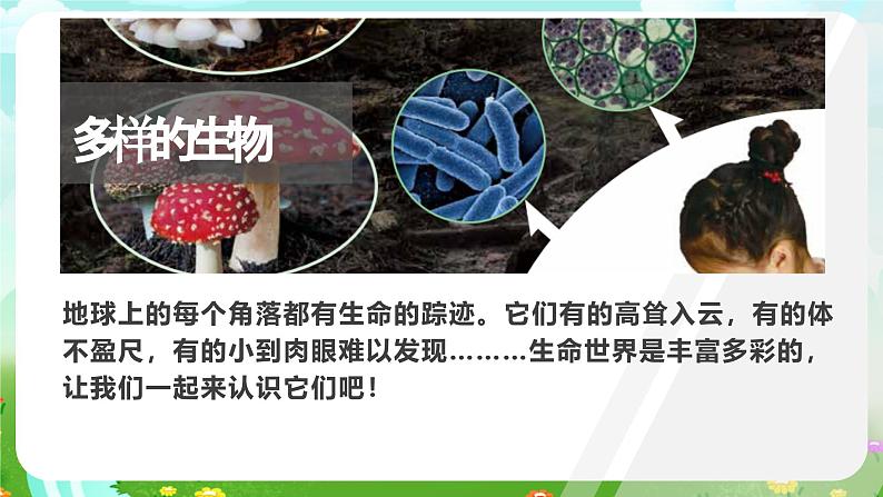 冀人版(2017)科学五下 第11课《种类繁多的植物》课件第2页