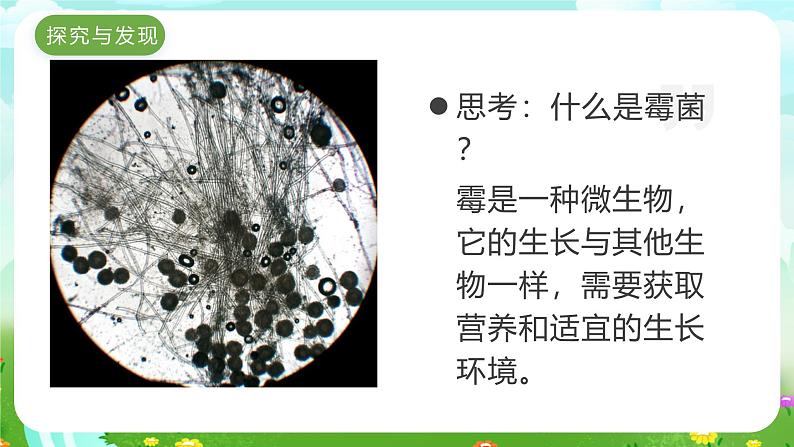 冀人版(2017)科学五下 第15课《发霉和防霉》课件第4页