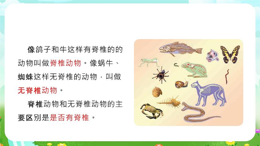 冀人版（2017）科學(xué)三下 第4課《種類繁多的動物》課件第5頁