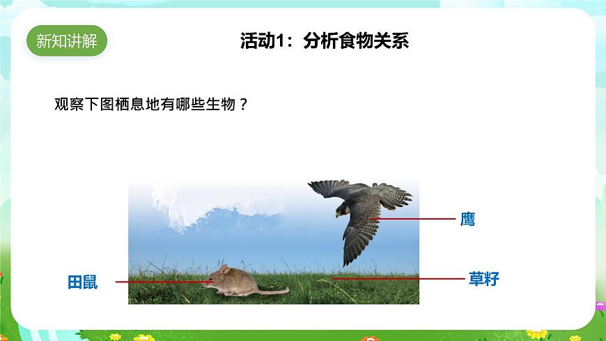 蘇教版（2017）科學(xué)六下 2.6《有趣的食物鏈》課件第3頁