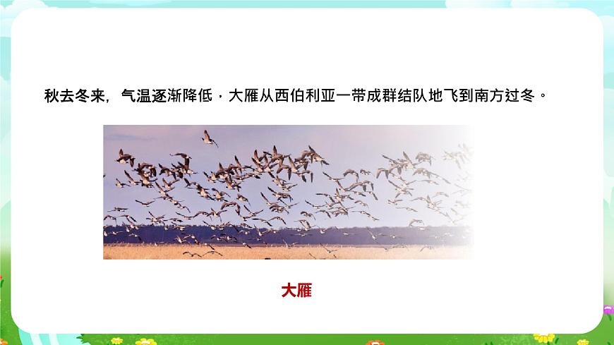 蘇教版（2017）科學六下 2.8《適應生存的本領》課件第5頁