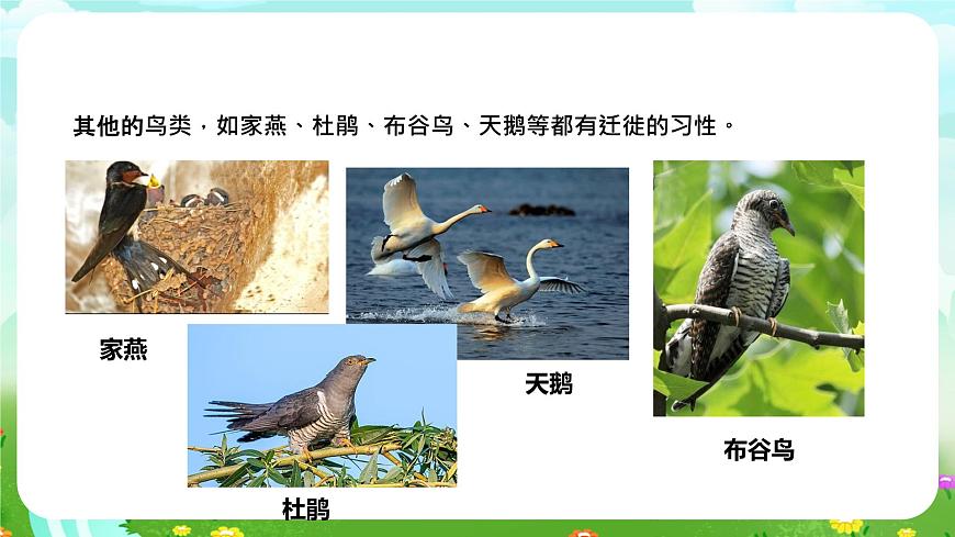 蘇教版（2017）科學六下 2.8《適應生存的本領》課件第6頁