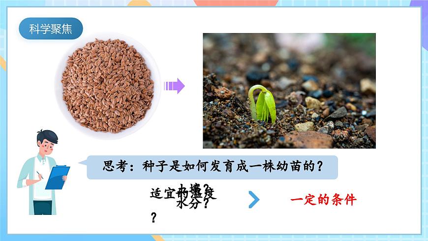 【核心素養(yǎng)】教科版科學(xué)四年級(jí)下冊(cè) 1.2《種植鳳仙花》課件第3頁