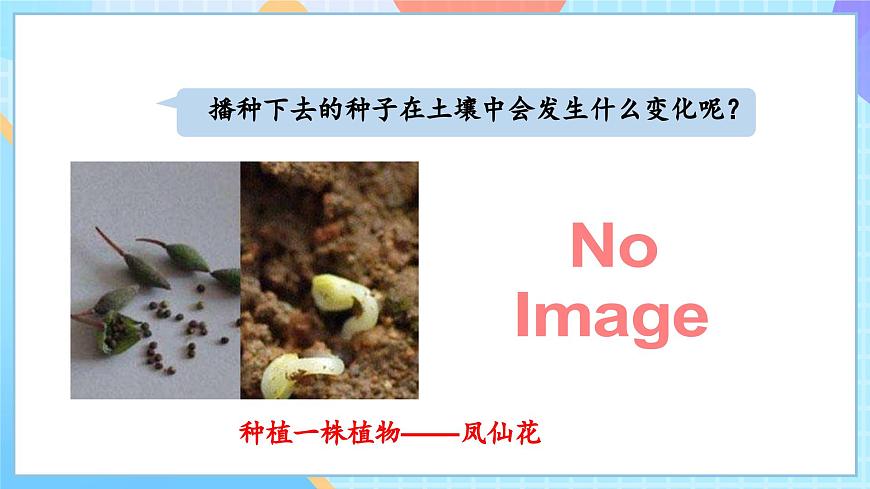 【核心素養(yǎng)】教科版科學(xué)四年級(jí)下冊(cè) 1.2《種植鳳仙花》課件第4頁