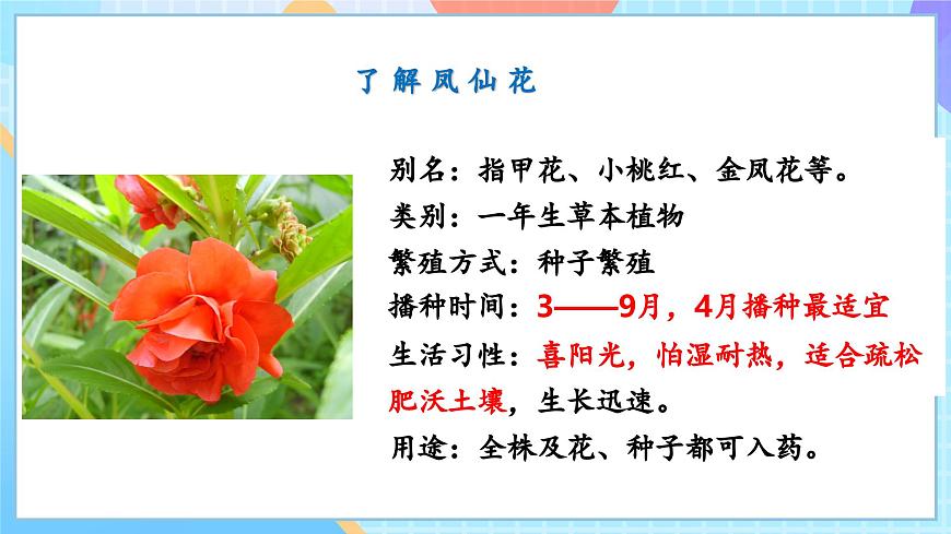 【核心素養(yǎng)】教科版科學(xué)四年級(jí)下冊(cè) 1.2《種植鳳仙花》課件第5頁