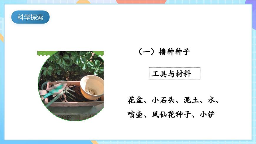 【核心素養(yǎng)】教科版科學(xué)四年級(jí)下冊(cè) 1.2《種植鳳仙花》課件第6頁