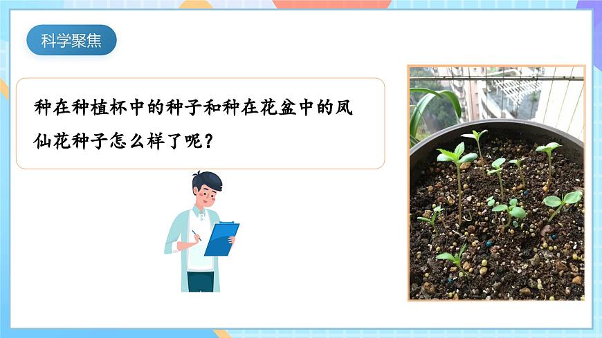 【核心素養(yǎng)】教科版科學(xué)四年級下冊 1.3《種子長出了根》課件第3頁