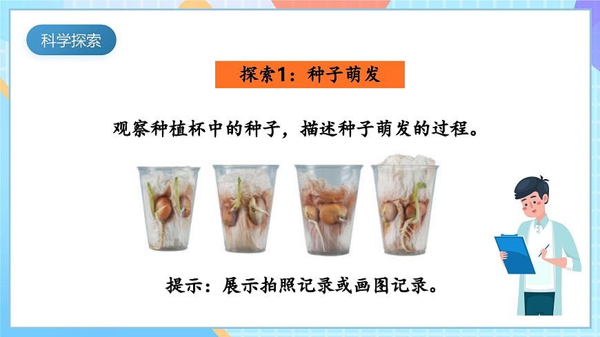 【核心素養(yǎng)】教科版科學(xué)四年級下冊 1.3《種子長出了根》課件第5頁