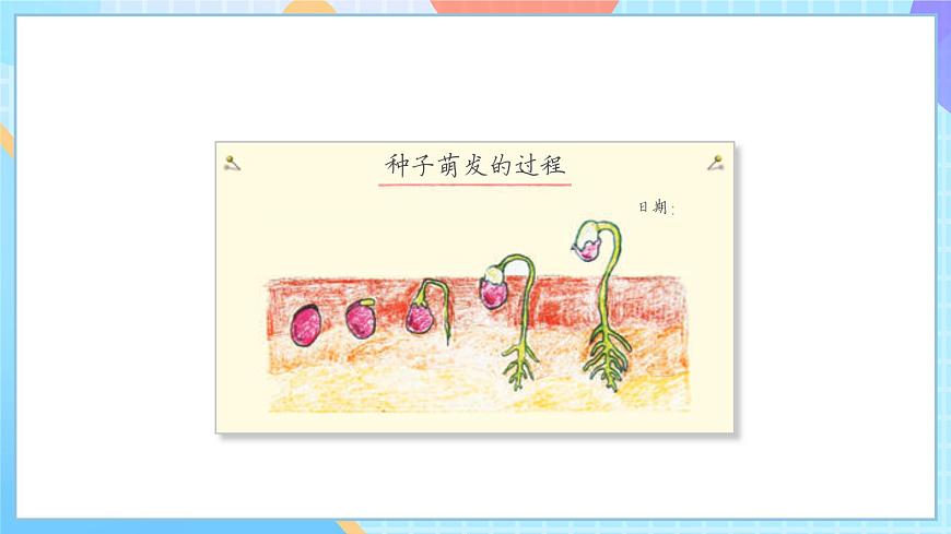 【核心素養(yǎng)】教科版科學(xué)四年級下冊 1.3《種子長出了根》課件第7頁