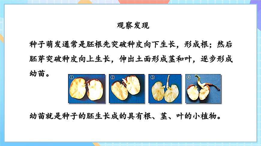 【核心素養(yǎng)】教科版科學(xué)四年級下冊 1.3《種子長出了根》課件第8頁