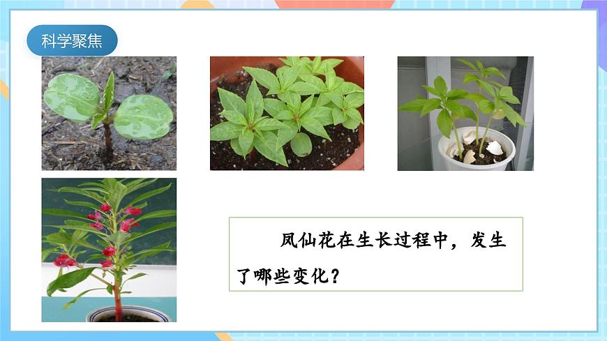 【核心素養(yǎng)】教科版科學四年級下冊 1.4《莖和葉》課件第3頁
