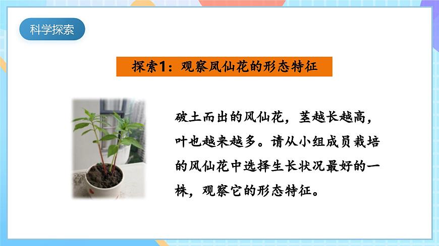 【核心素養(yǎng)】教科版科學四年級下冊 1.4《莖和葉》課件第5頁