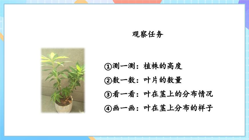 【核心素養(yǎng)】教科版科學四年級下冊 1.4《莖和葉》課件第6頁