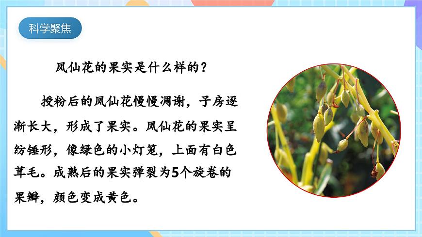 【核心素養(yǎng)】教科版科學(xué)四年級(jí)下冊(cè) 1.6《果實(shí)和種子》課件第3頁(yè)