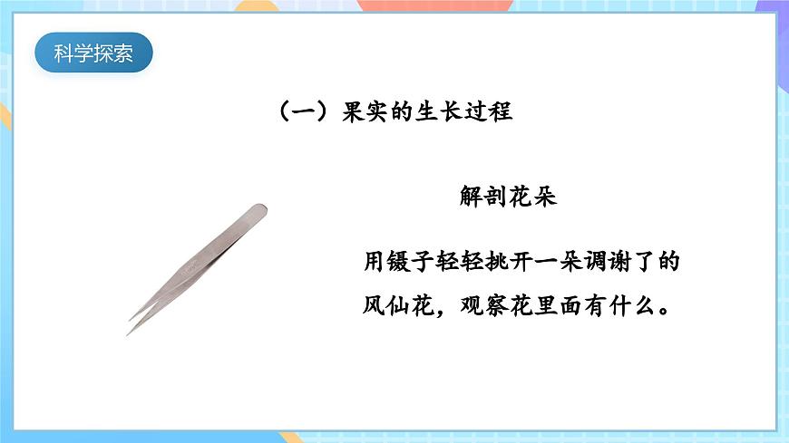 【核心素養(yǎng)】教科版科學(xué)四年級(jí)下冊(cè) 1.6《果實(shí)和種子》課件第5頁(yè)