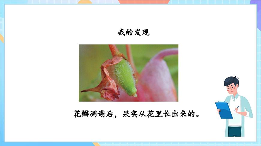 【核心素養(yǎng)】教科版科學(xué)四年級(jí)下冊(cè) 1.6《果實(shí)和種子》課件第6頁(yè)