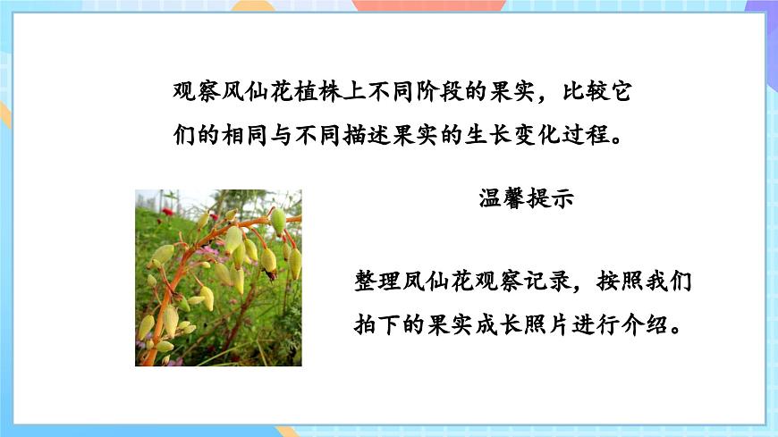 【核心素養(yǎng)】教科版科學(xué)四年級(jí)下冊(cè) 1.6《果實(shí)和種子》課件第7頁(yè)