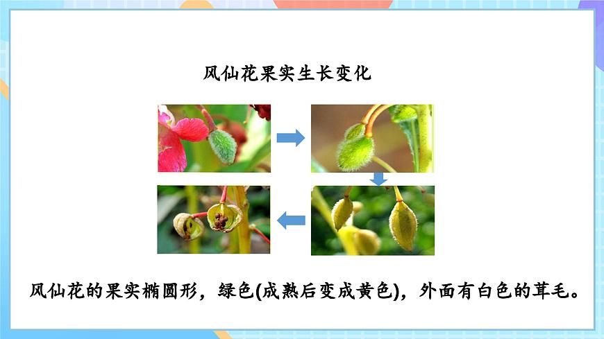 【核心素養(yǎng)】教科版科學(xué)四年級(jí)下冊(cè) 1.6《果實(shí)和種子》課件第8頁(yè)