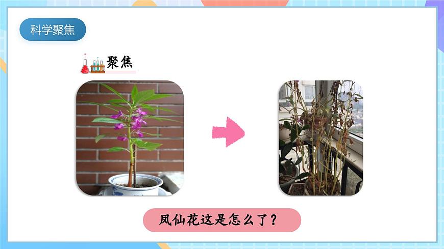 【核心素養(yǎng)】教科版科學(xué)四年級下冊 1.8《鳳仙花的一生》課件第3頁