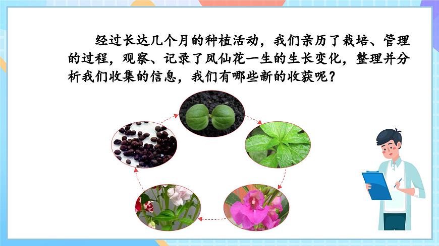 【核心素養(yǎng)】教科版科學(xué)四年級下冊 1.8《鳳仙花的一生》課件第4頁
