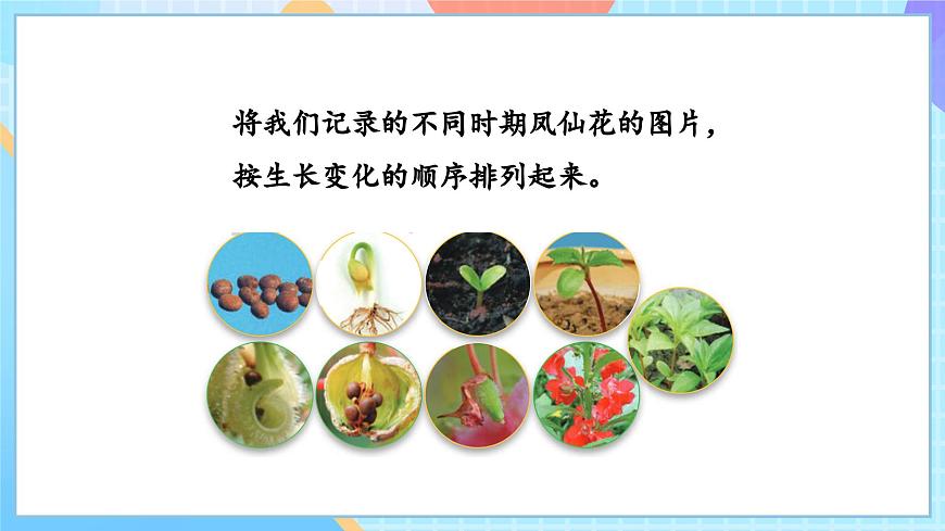 【核心素養(yǎng)】教科版科學(xué)四年級下冊 1.8《鳳仙花的一生》課件第8頁