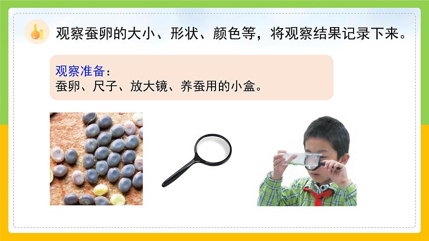 教科版科學(xué)三下 2.1 《迎接蠶寶寶的到來》課件第6頁