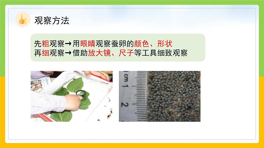 教科版科學(xué)三下 2.1 《迎接蠶寶寶的到來》課件第7頁