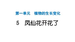 2024教科版科学四年级下册第一单元植物的生长变化5 凤仙花开花了 作业课件ppt