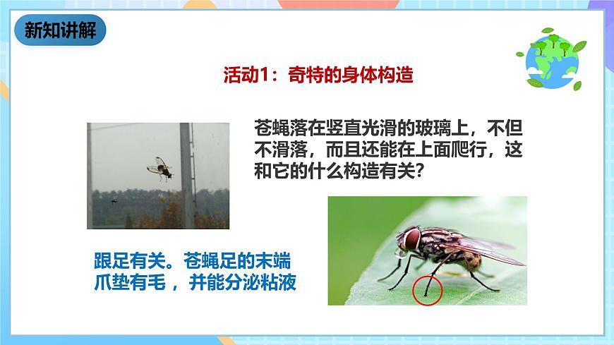 科教版科學(xué)六下1.2《放大鏡下的昆蟲世界》課件第5頁(yè)